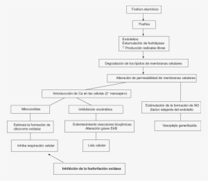 Consecuencias Celulares De La Intoxicación Por Fosfuro - Qué Efectos Produce Al Inhalar Fosfina
