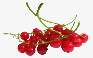 Red Currant Berries Png