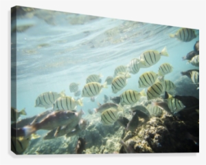 Under The Sea Canvas Print - Underwater
