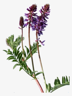 Astragalus Bisulcatus - Transparent Weeds