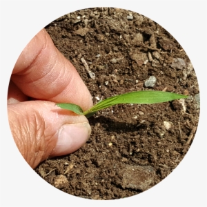 Here Is My Top Seven List Of Safe And Natural Weed - Weed