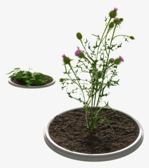 Improved Control Of Tough Weeds - Weed