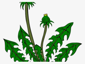 Vector Royalty Free Stock Free On Dumielauxepices Net - Dandelion Clip Art