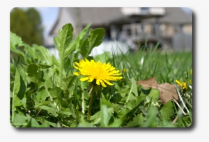 Every Yard Is Going To Have Weeds At One Time Or Another - Dandelion