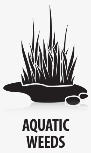 Glyphomate® 41 Weed & Grass Killer Plus Aquatic Herbicide - Illustration