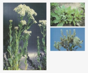 Photos Courtesy Of Weeds Of The West - White Idaho Weed Flower