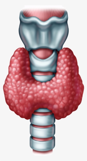 Analyze - Drawings Of Thyroid Cancer