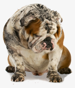 Dirty Dawg Is A Mobile Pet Grooming Service In The - Dirty Dog And Muddy Boots - Engli Rectangle Magnet