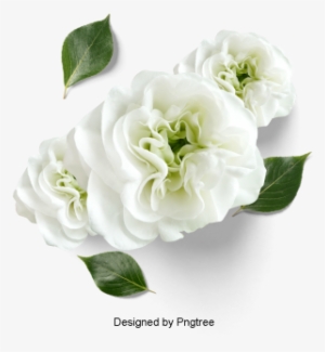 Hermosos Frescos Petalos De Floresflores Pétalos Hojas - Psd พื้น หลัง ลาย เส้น ดอกไม้ สวย ๆ