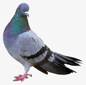 De La Golpeja E De La Paloma E Del Alcaraván - My First Board Book Of All In One - English Hindi