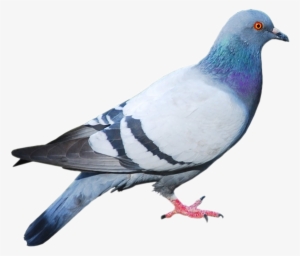 Animales Con Alas Que Vuelan