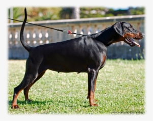 Fenixfame - Dobermann