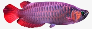 Asian Arowana - Coral Reef Fish