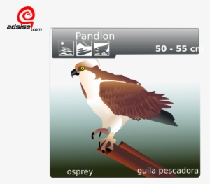 Free Vector Aguila Pescadora Clip Art - Osprey Clip Art