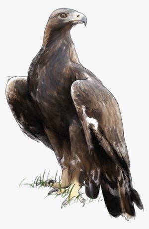 Cim D'àligues - Imagenes Png De Aguila Real
