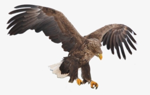 Aguila Real Mexicana Png