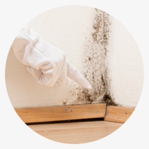 Pintura Contra Humedad - Mold In A Flat