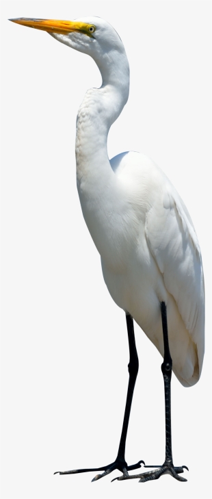 Egret Bird Png Transparent Image - Crane Bird Png