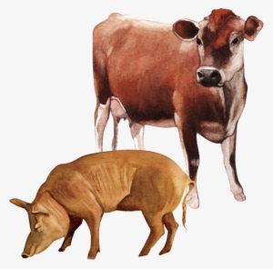 Animals - Learning
