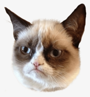 Cat Face Png - Grumpy Cat Png