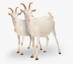 Charity Gift - Two Goats - Goat