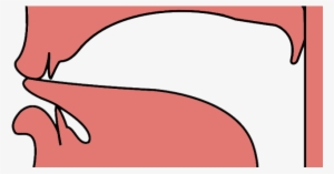 Linguolabial Stop - Fricative