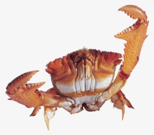 Best Free Crab Png Icon - Crab Png Transparent