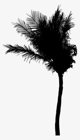 Free Png Palm Tree Silhouette Png Images Transparent - Palm Trees