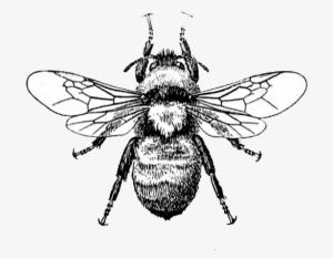 Bee Graphic Image - Melissa Van Hise 'bees On Writing I' Framed Graphic