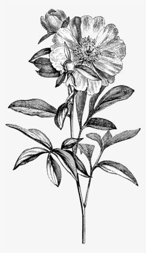 Drawing Flowers Vintage Flower