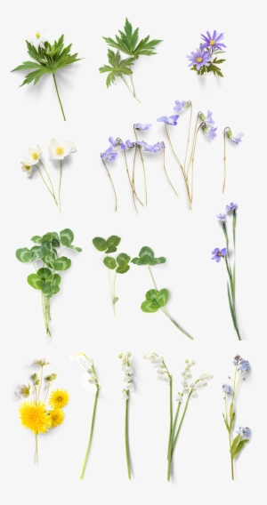 Hand Painted Color Floral - ใบไม้ ดอกไม้ Png