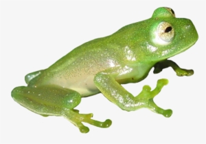 Frog Clip Art Vector Freeuse Download - Coqui Frog Clipart No Background