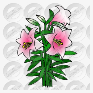 Lily Clipart Trumpet Flower - Lily