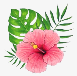 Hand Painted A Hibiscus Flower Png Transparent - 扶桑 花 Png
