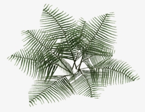 Bracken Fern 2 - Bracken