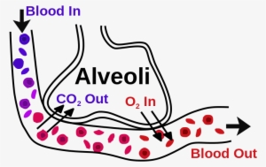 Particles Below 1 Microns Will Be Exhaled Out From - Alveoli Work
