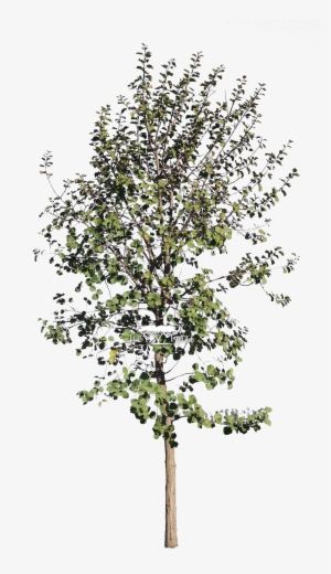 Dombeya Rotundifolia - Birch