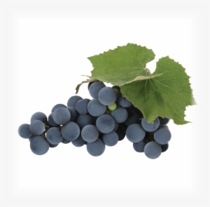 Grape - Concord Grapes Png