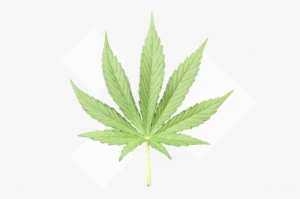 Cannabis - Maple Leaf