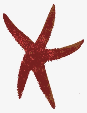 Starfish Echinoderm Marine Invertebrates Giant Sea - Sea Star Png