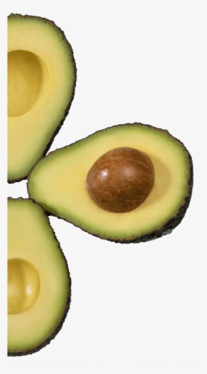 Source - Https - //www - Avoseedo - Com/a Brief History - Avocados From Mexico