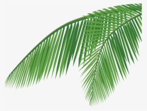 Coconut Leaf Png - Coconut Leaf Vector Png - 431x326 PNG Download - PNGkit