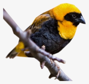 Mes Tubes Animaux - Oiseau Jaune Et Noir