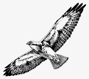 This Free Icons Png Design Of Swainson's Hawk
