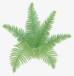 Clip Transparent Simple Drawing At Getdrawings Com - Draw Fern Plant