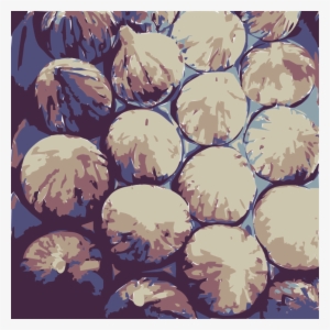 Common Fig Bourjassotte Noire Watercolor Painting Document - Common Fig