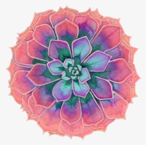 Click And Drag To Re-position The Image, If Desired - Succulent Plant