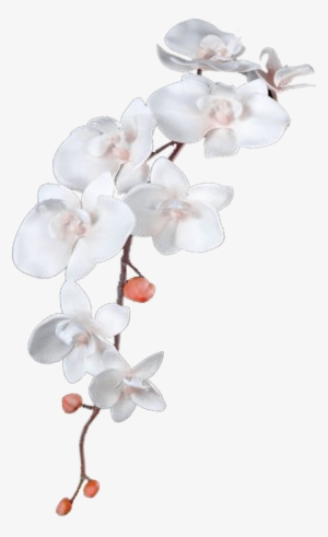 Flower Lolol - White Blossom Png