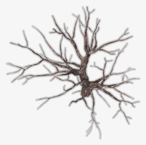 Bare Tree Png Download - Winter Tree Top View Png