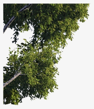 3d175e31 239 Kb - Tree Overlay Png